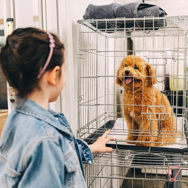 Lei Que Pro Be A Venda De Animais Em Pet Shops E Sites Aprovada Pela